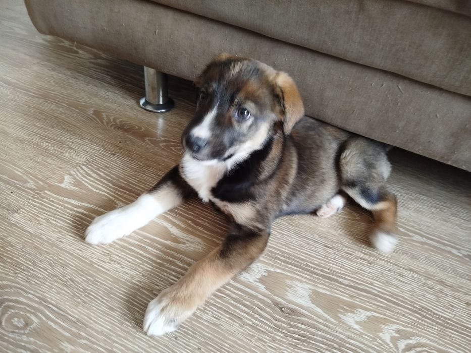 Щенок ищет добрые руки