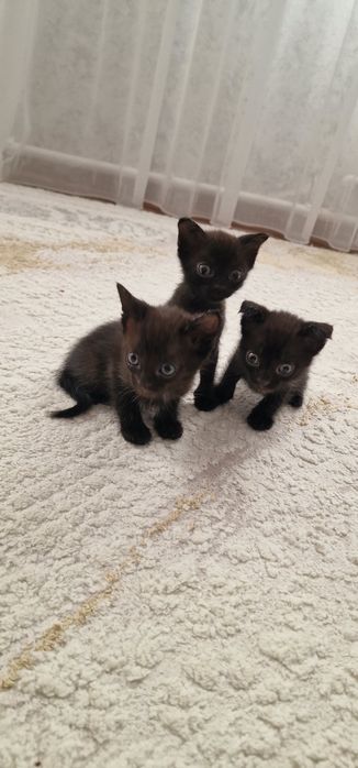 Отдам добрые ручки котят