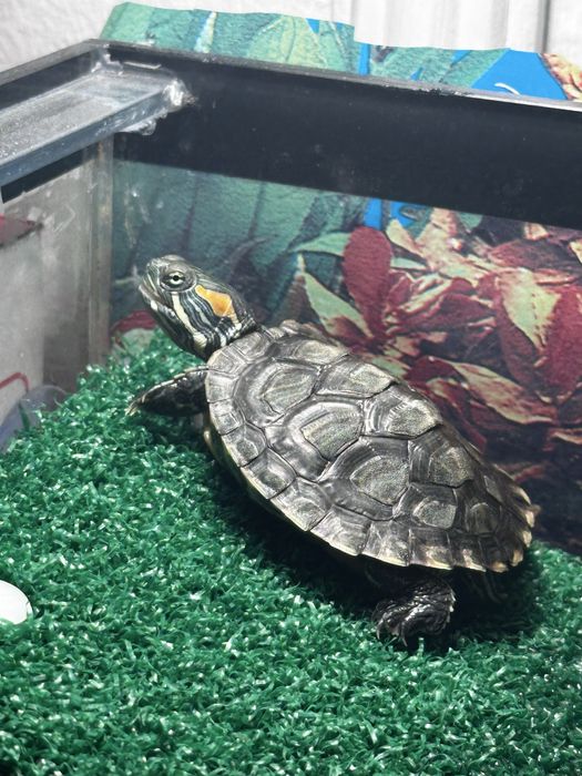 Продам черепашек