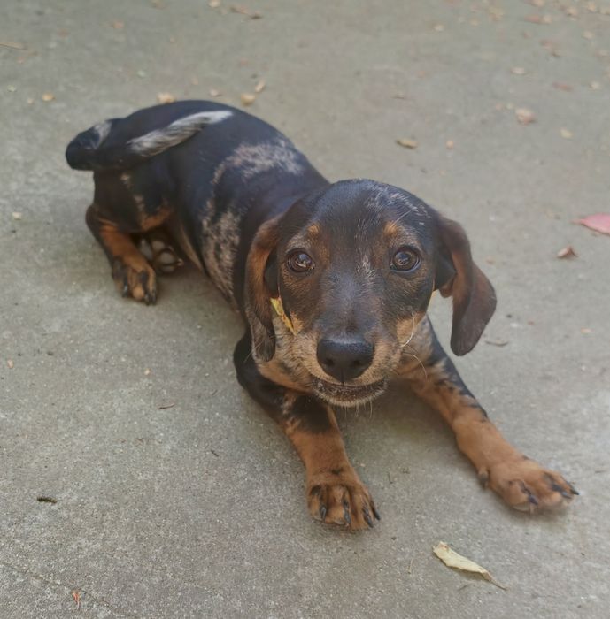 Pui de cățelușă spre adopție  3 luni de dragoste și energie!