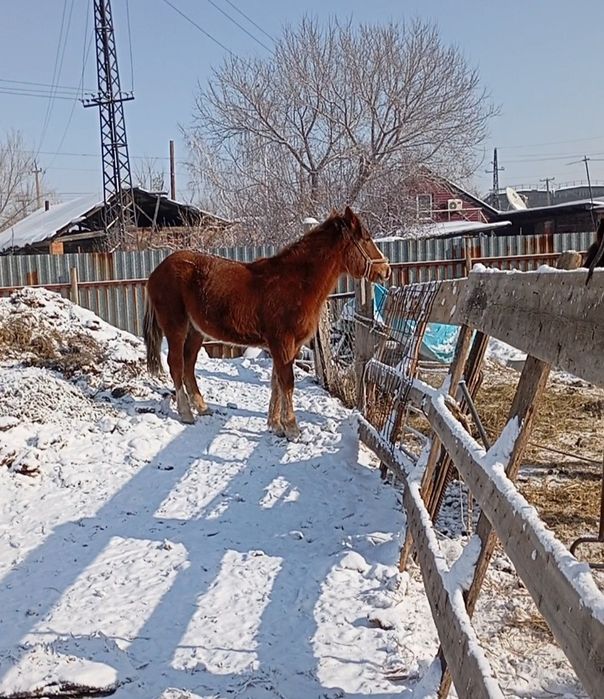 Продам жеребчика 2 года