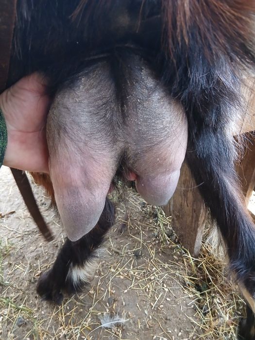 Capre tinere una cu lapte una fara