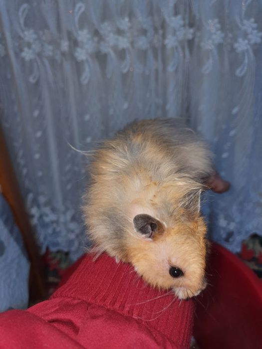 O'g'il bola homyak tez o'rganuvchan