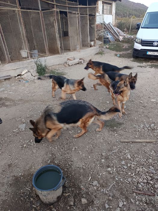 Малки елитни немски овчарки