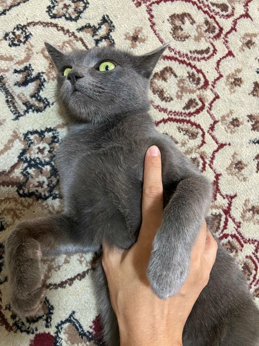 soglom aqilli urgatilgan