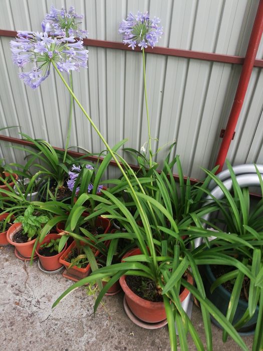 Crin african, Agapanthus (Lily of the Nile)