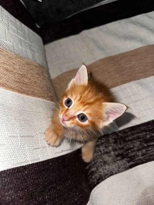 Отдам котят в добрые руки