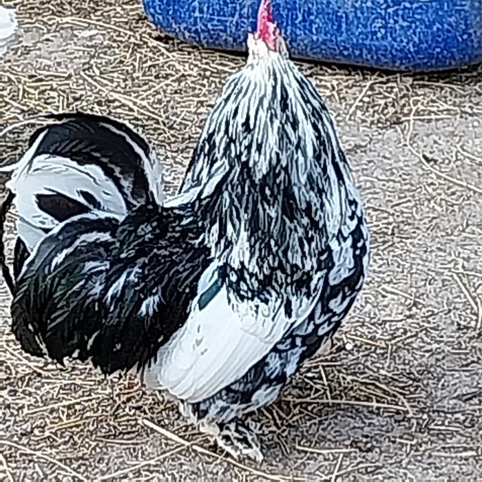 Găini americane și gâște Toulouse