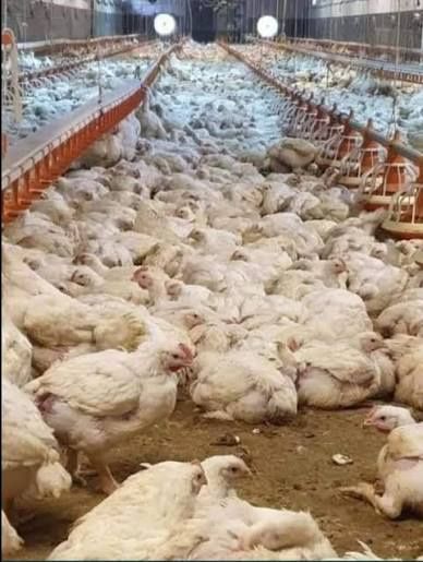 Pui Alb de carne  pui rasă mixta roșu kabir și porumbac