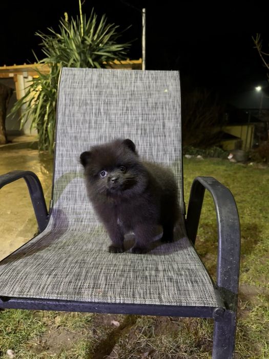 Померан момиче със втора ваксина