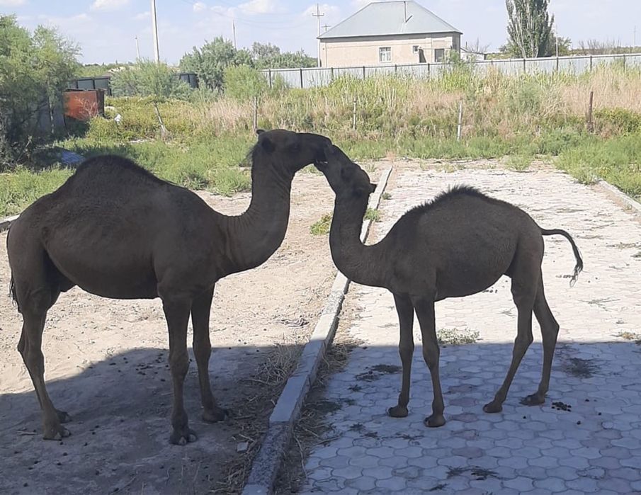 Асыл тұқымды түйе