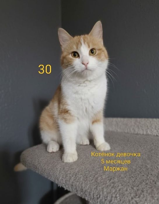 Отдам в добрые руки котят и кошек.