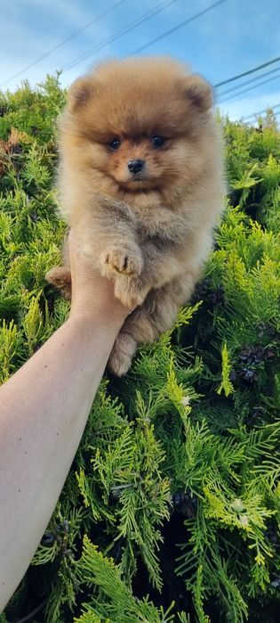 Померан-мини шпиц