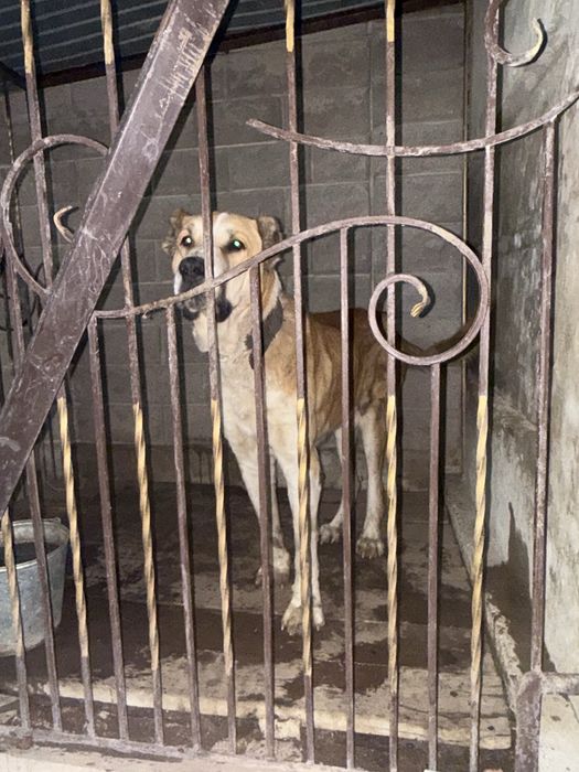 Продам кобелья супертяжа