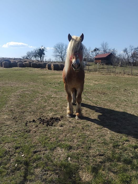 Dau 3 armasari pentru monta