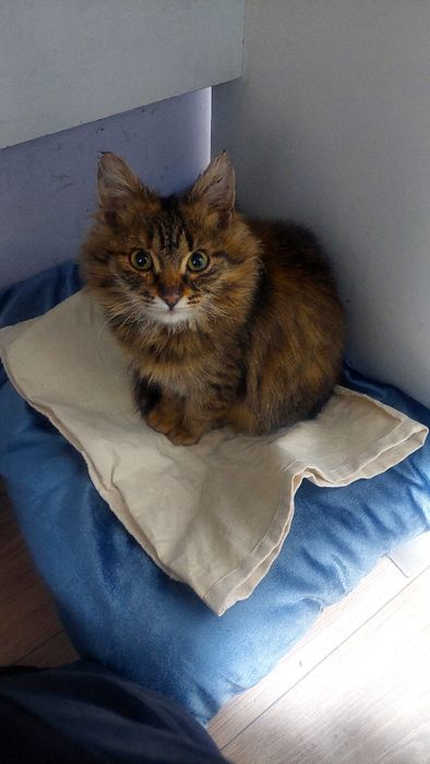 Катенок ,катенок