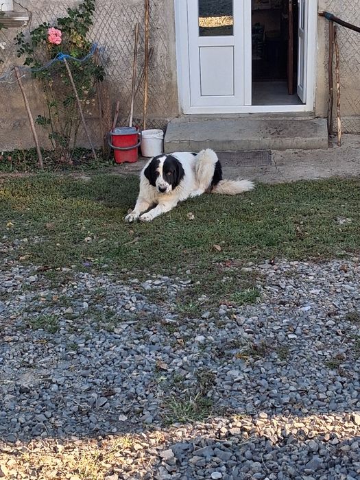 Disponibila catea de 1 an de bucovina