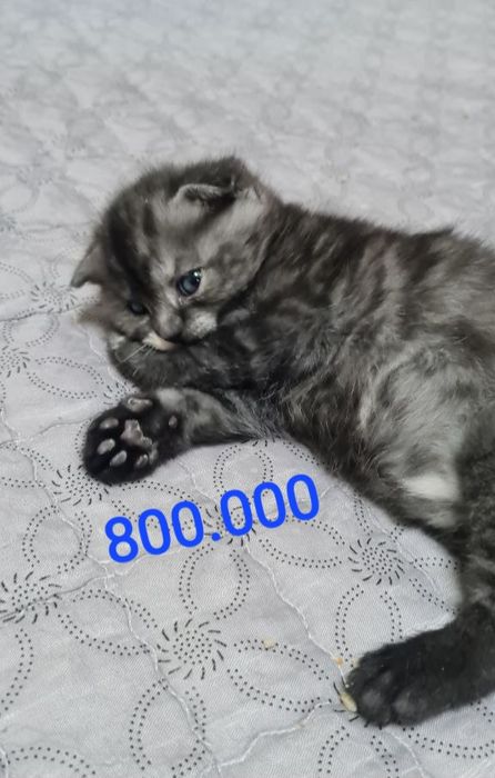 Вислоухие/шотландские/скоттиш фолд