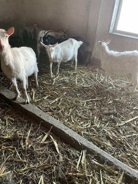 Vand 5 capre, 4 sanen si una carpatina