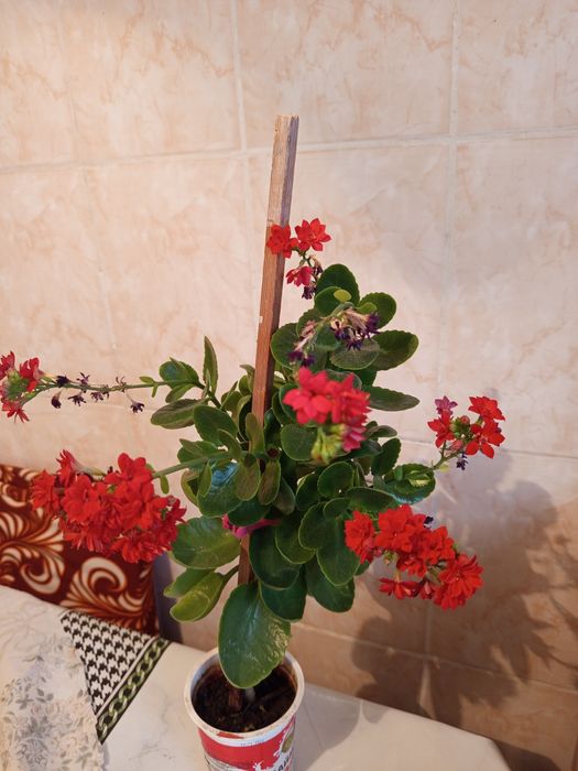 Продам каланхоэ цветущий за 2500 тенге