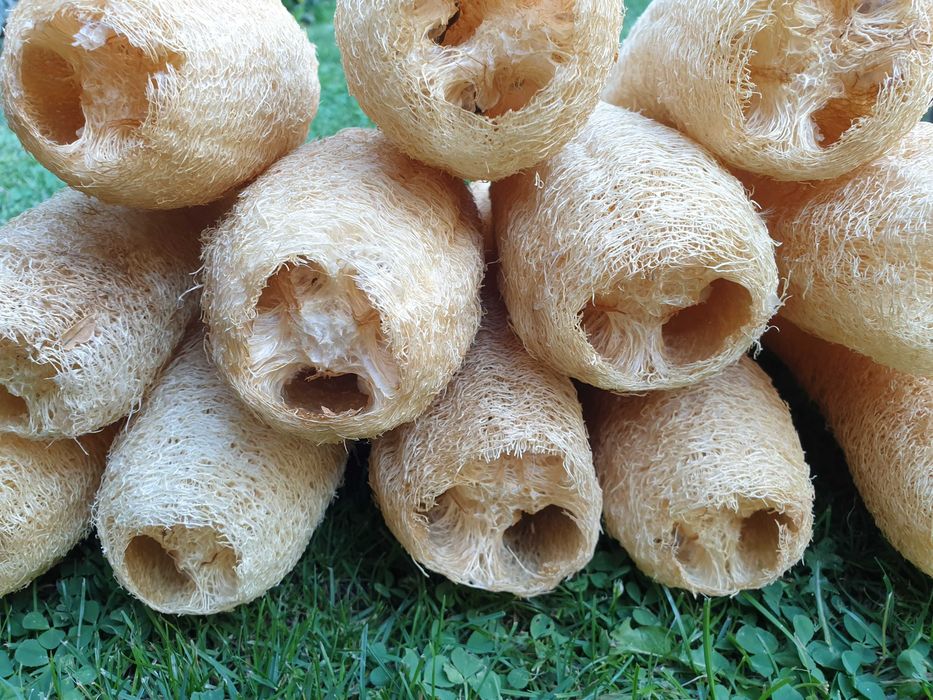 Seminte Lufa burete natural bio