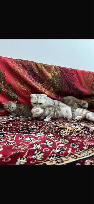 Шотланские котята 55.000