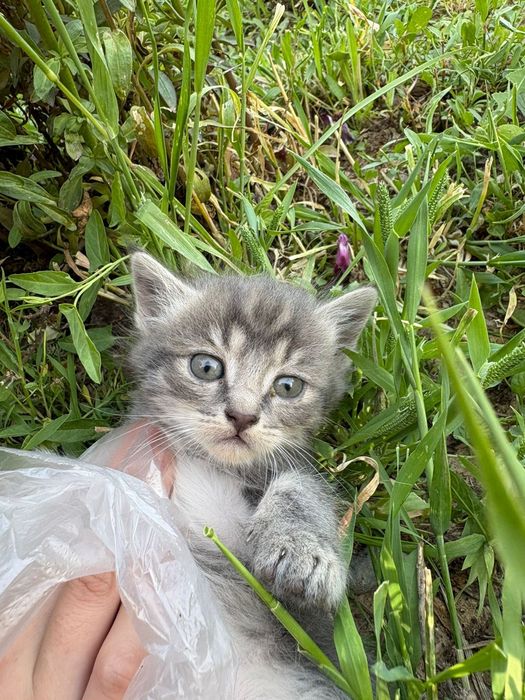 Котят отдам в добрые руки