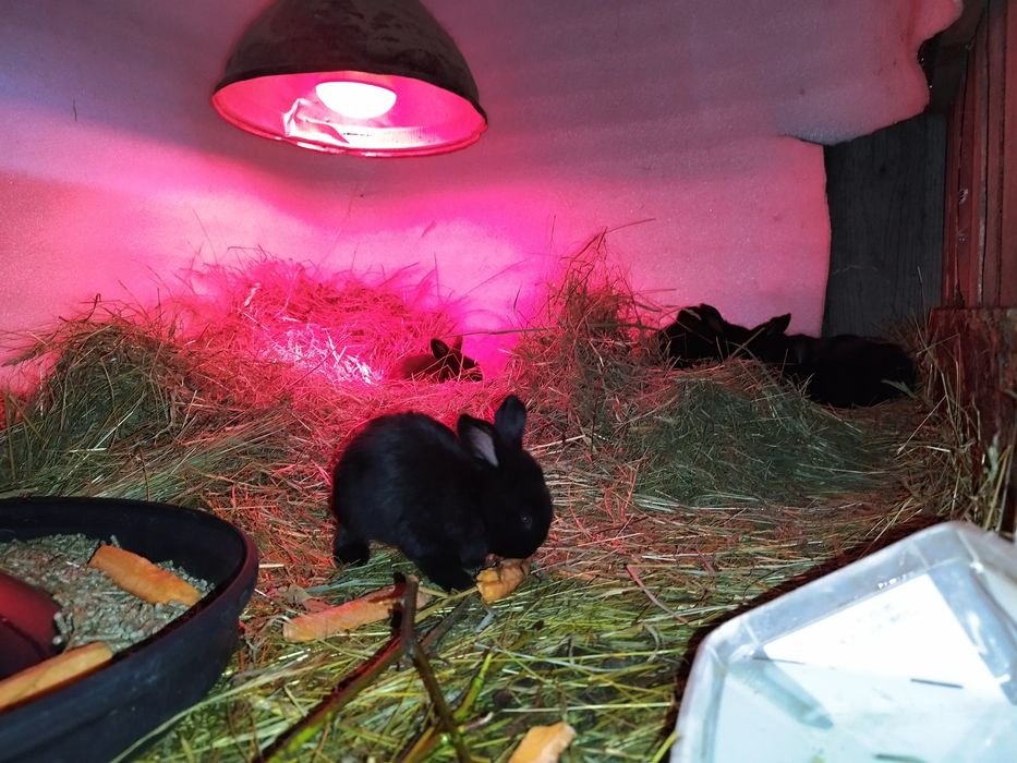 Vând iepurași german-fluture