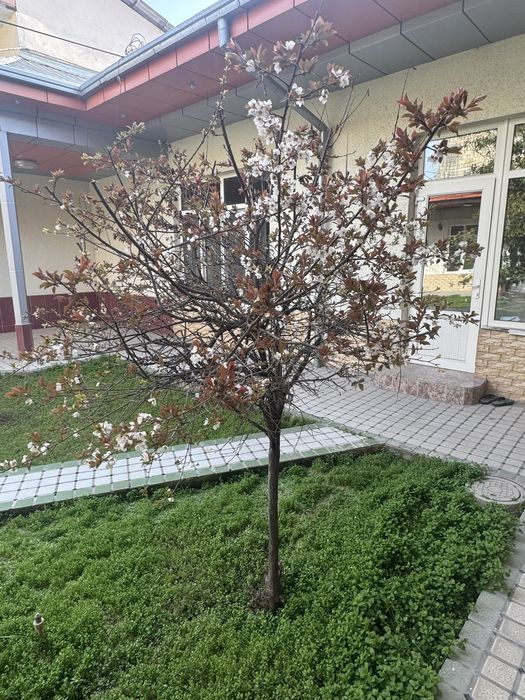 Дом, 6 соток, торцевая, махалля Амир Темур, за рестораном Трюфель