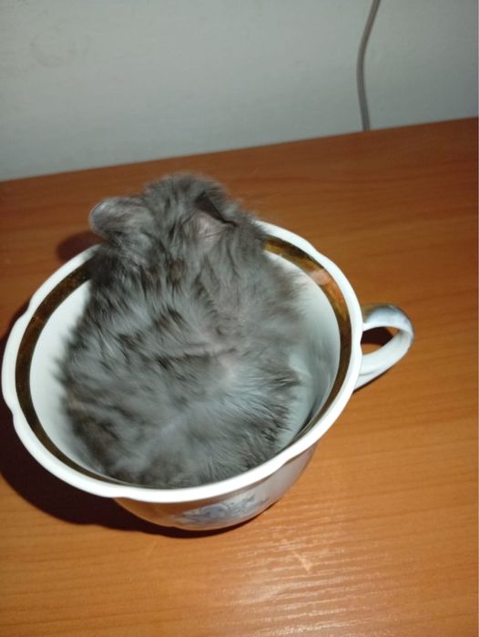 Отдам хомяков породистые