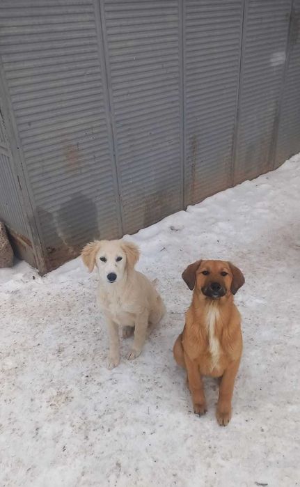 Щенки в добрые руки