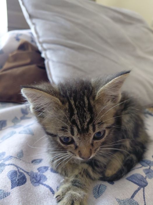 Ищу дом для котёнка