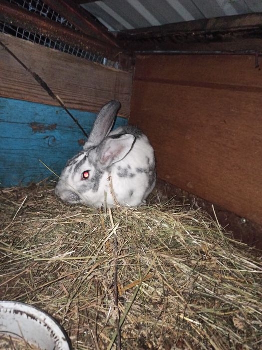 Кролики ,крольчата