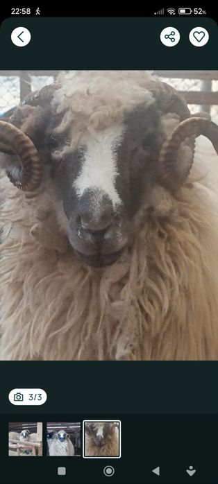 Oaie Breaza de vânzare