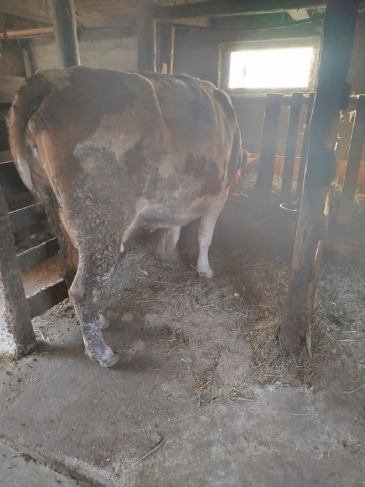 Animale domestice vaci