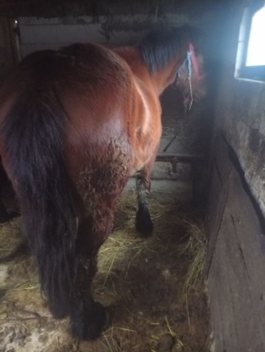 Vând său schimb cu vaci