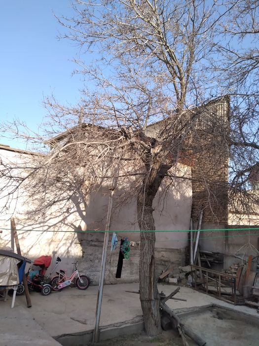 Куриган тут дарахтлари утин учун сотилади