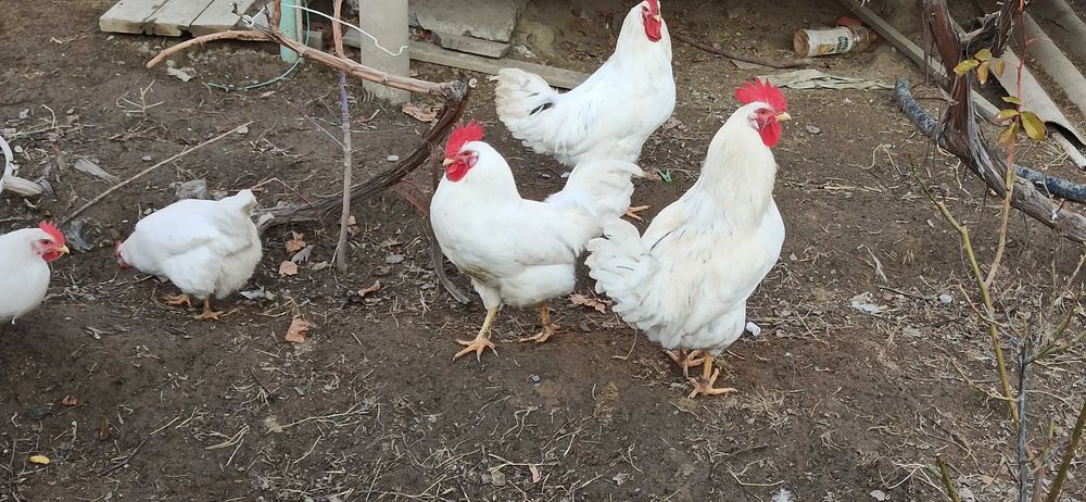 Қораз / петух сатылады