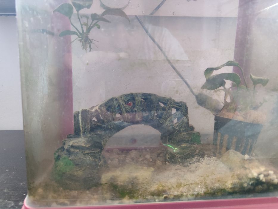 Acvariu mic cu pesti si accesorii