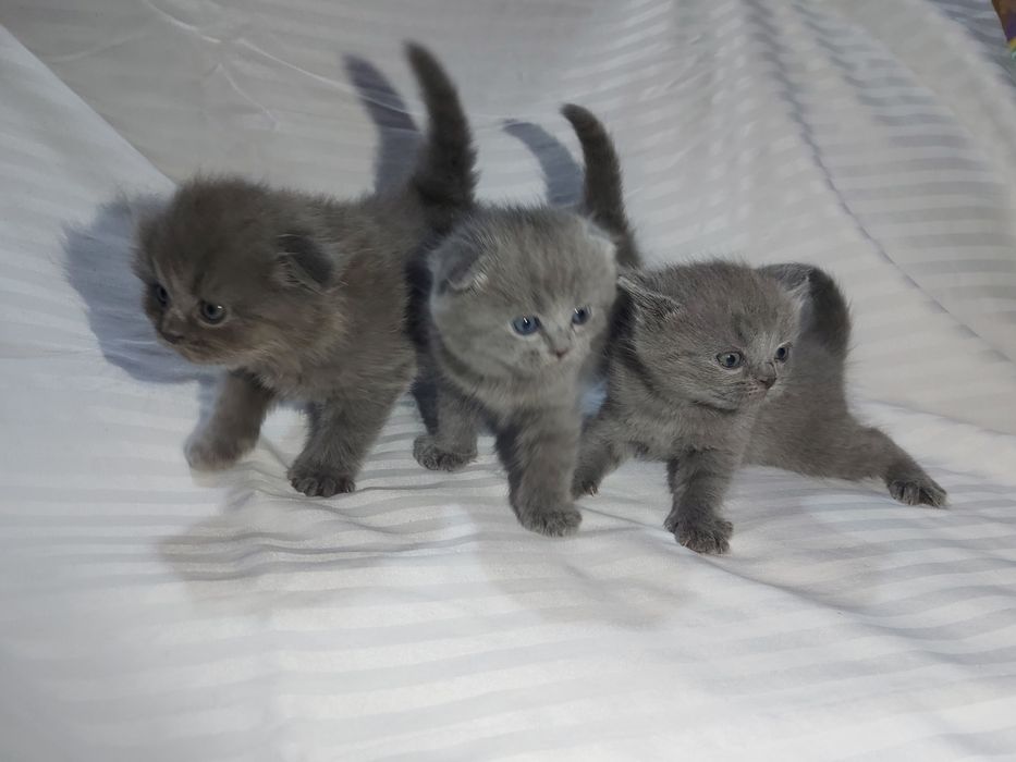 Katta vaginal va anal teshiklar porno