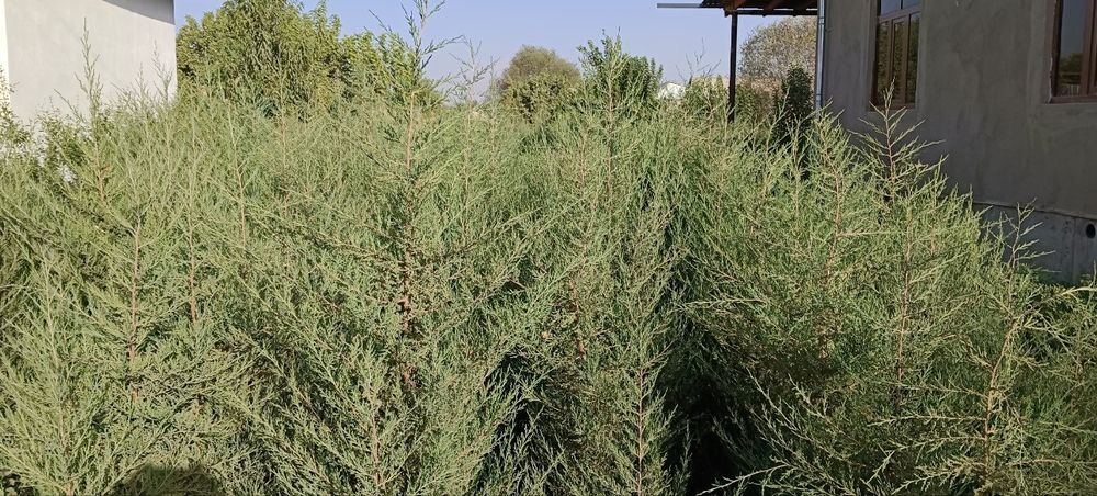 Archa bor sotiladign