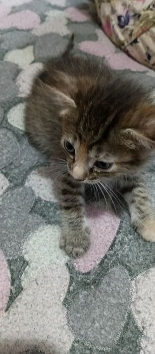 Котята мышеловки