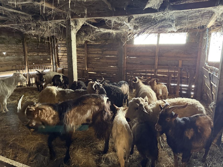 Capre berbeci si iezi