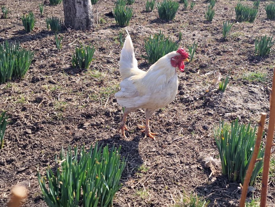 Vand cocosi americani