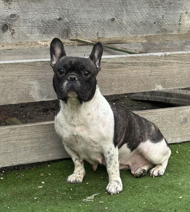 Femela buldog francez