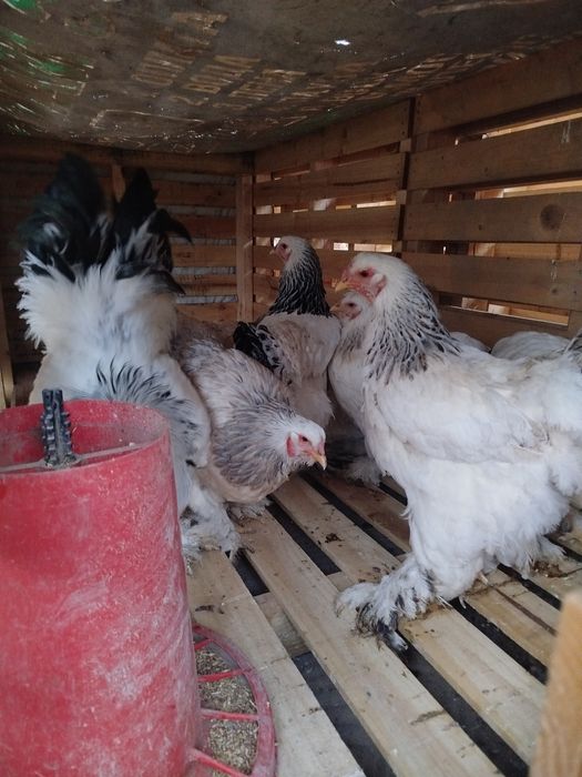 Brama xuroz va tovuqlar sotiladi