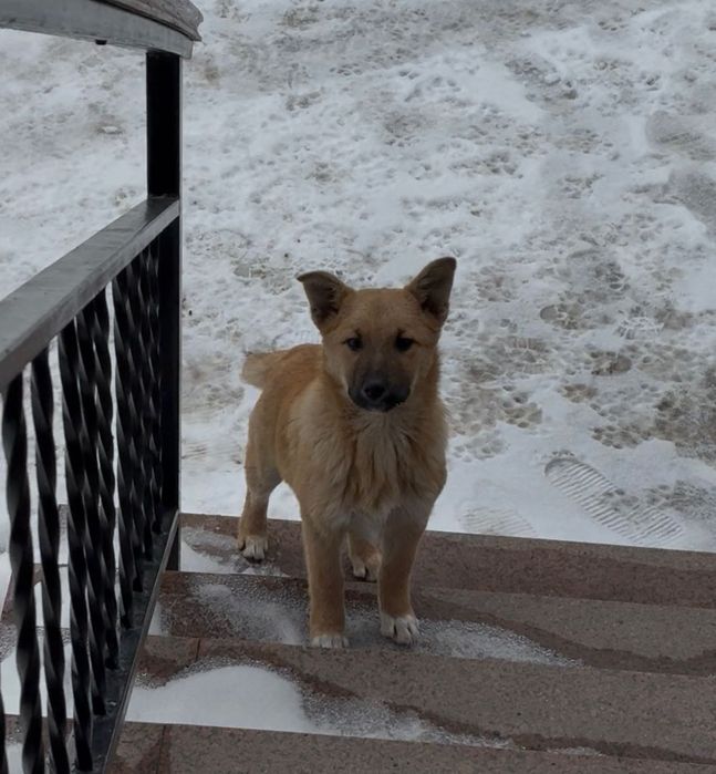 Отдадим рыженькую красивую девочку