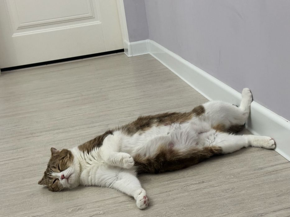 Шотландские котяты