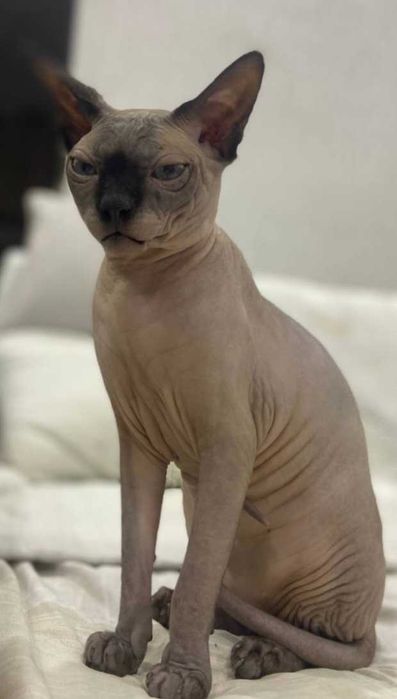 Вязка Канадский Сфинкс