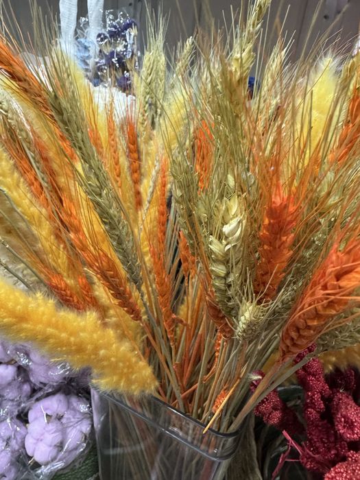 Сухоцветы Камыши